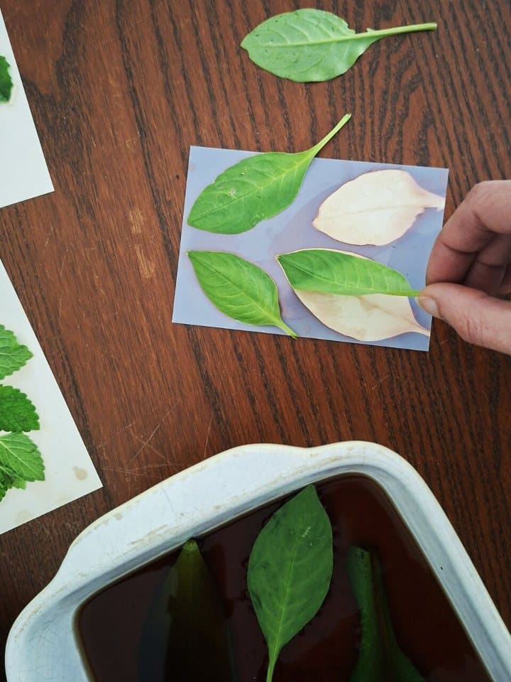 Dia Mundial da Fotografia - Fitogramas: Alquimia Vegetal